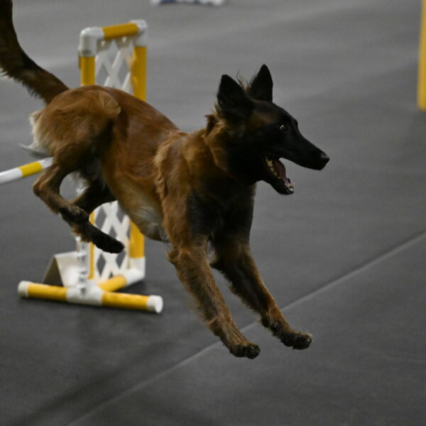 Clever-Telencio-07794