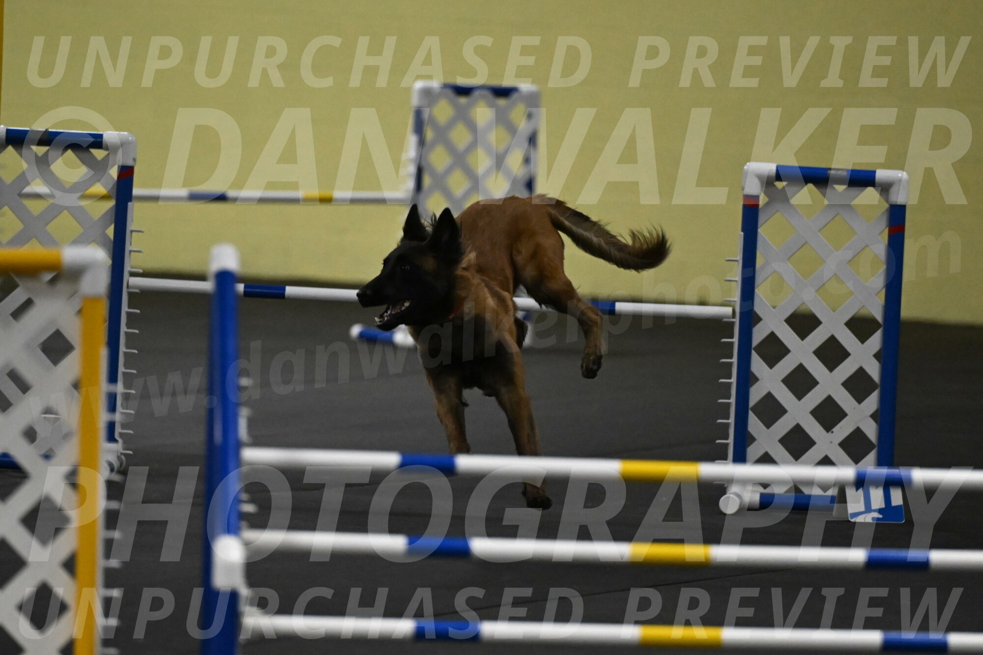 Clever-Telencio-07796