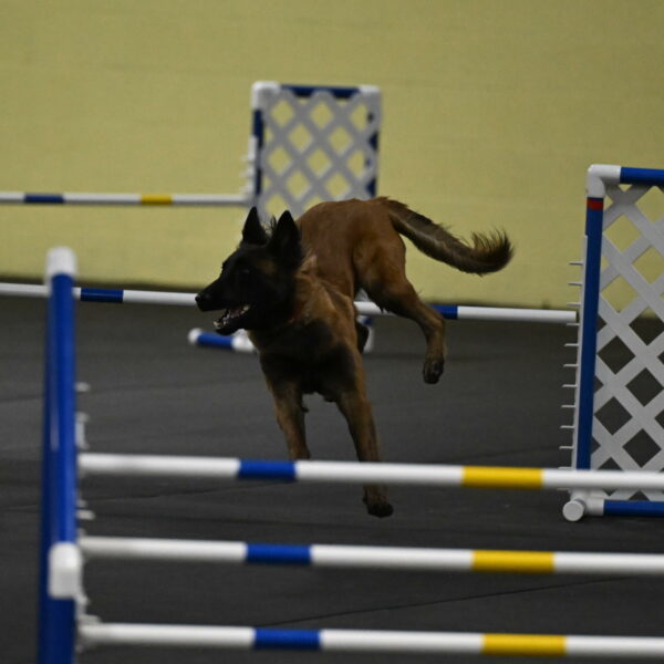 Clever-Telencio-07796