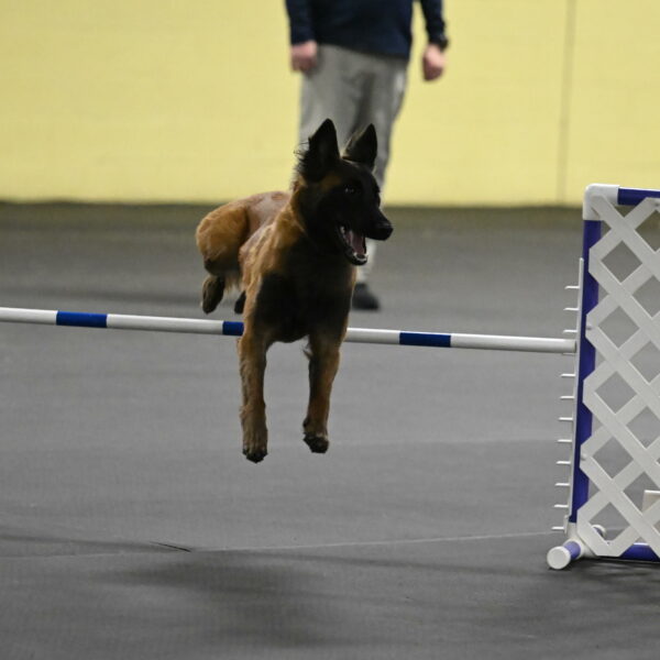 Clever-Telencio-07803