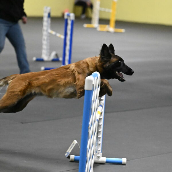 Clever-Telencio-07807