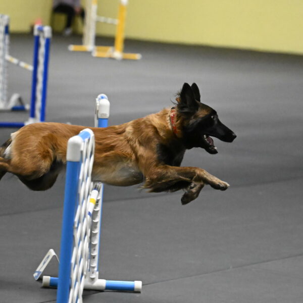 Clever-Telencio-07808-1