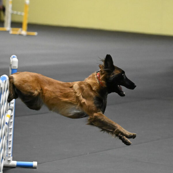 Clever-Telencio-07809