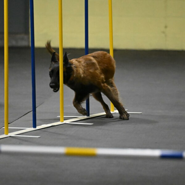 Clever-Telencio-07813