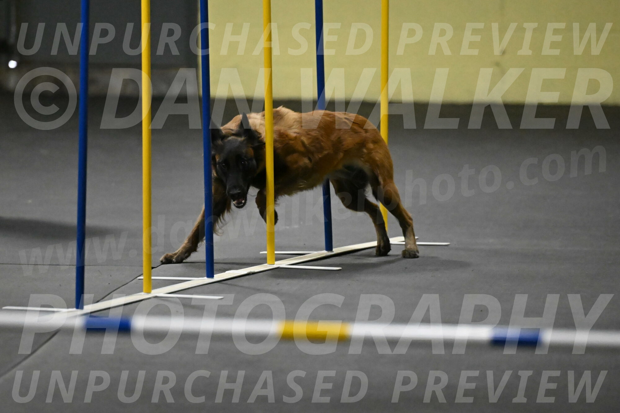 Clever-Telencio-07814