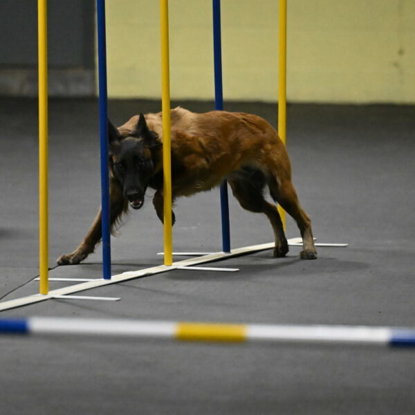 Clever-Telencio-07814