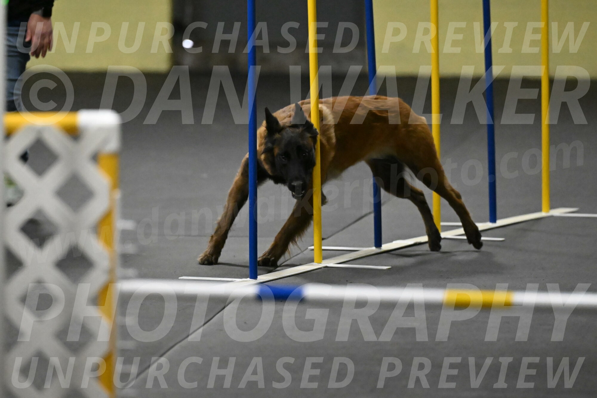 Clever-Telencio-07821