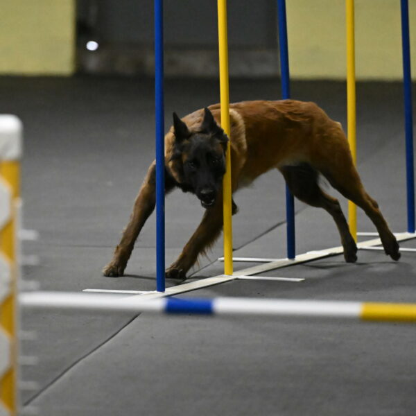 Clever-Telencio-07821