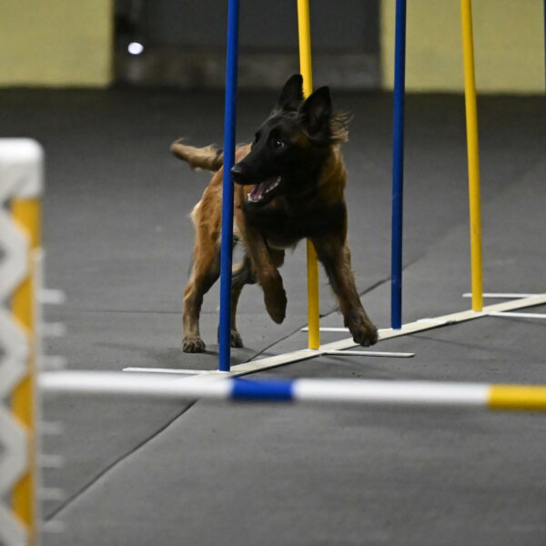 Clever-Telencio-07824