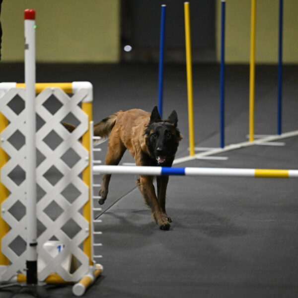 Clever-Telencio-07825