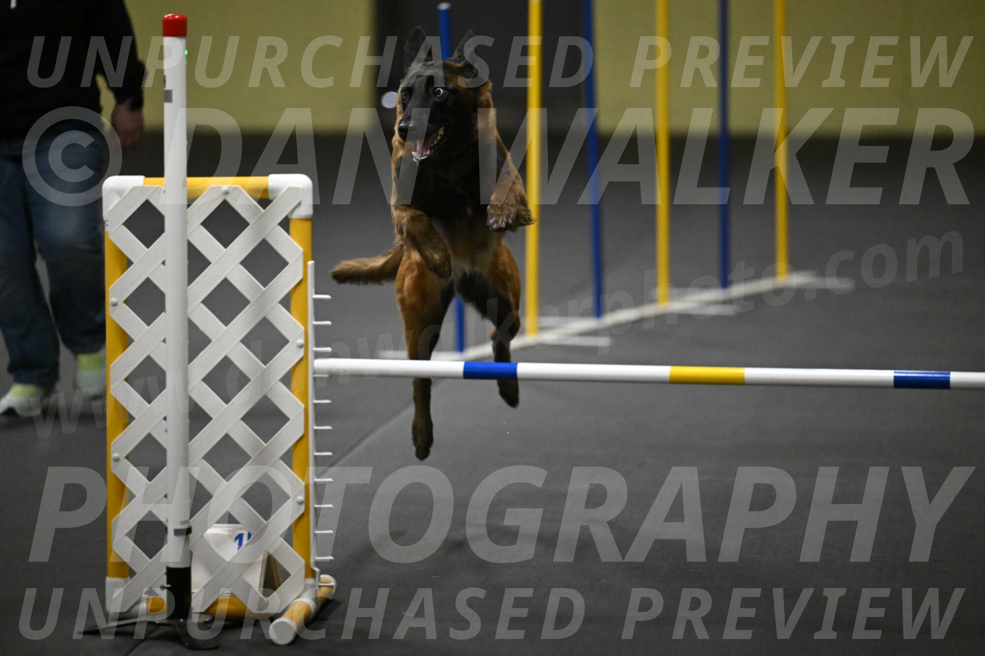 Clever-Telencio-07829