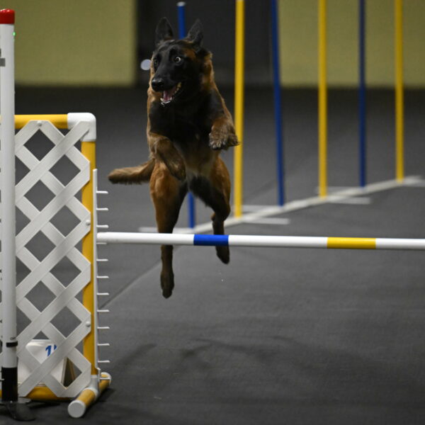 Clever-Telencio-07829