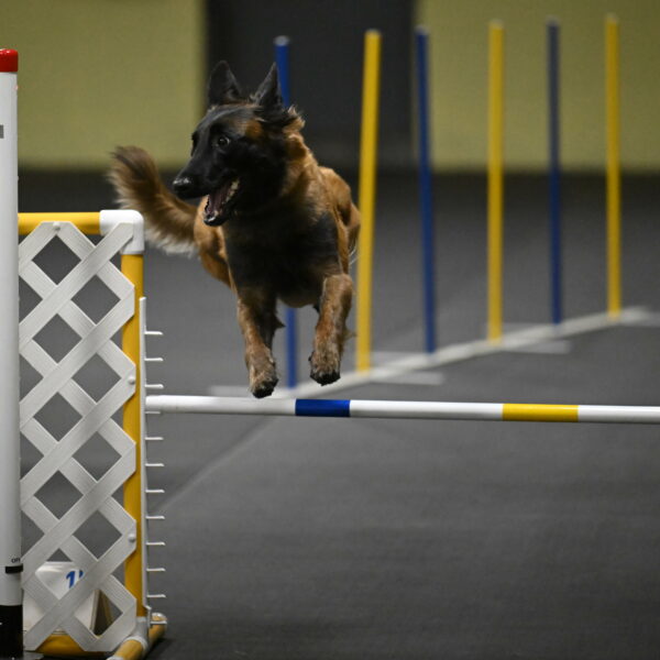 Clever-Telencio-07832