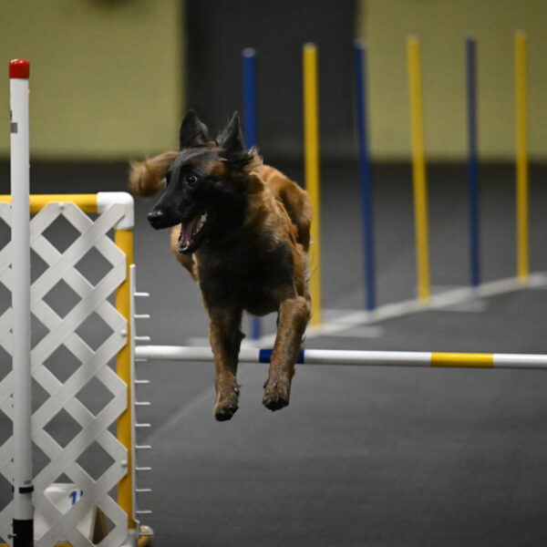 Clever-Telencio-07833