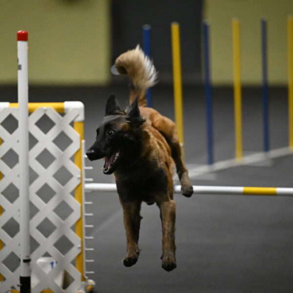 Clever-Telencio-07834