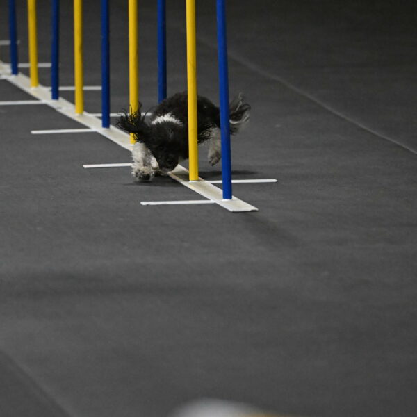 Cowboy-Bourell-Casey-08143