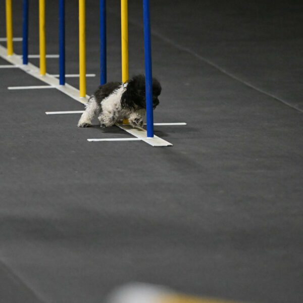 Cowboy-Bourell-Casey-08145