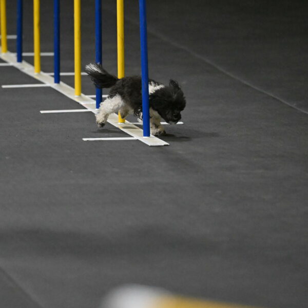 Cowboy-Bourell-Casey-08146