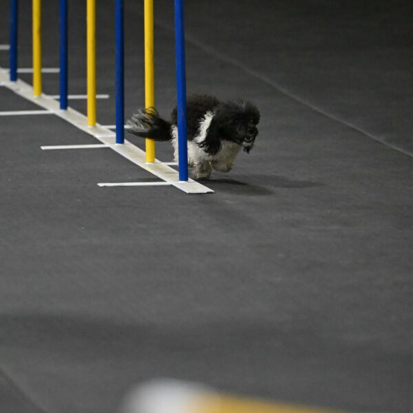 Cowboy-Bourell-Casey-08147