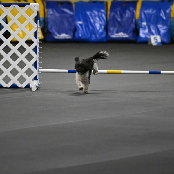 Cowboy-Bourell-Casey-08159