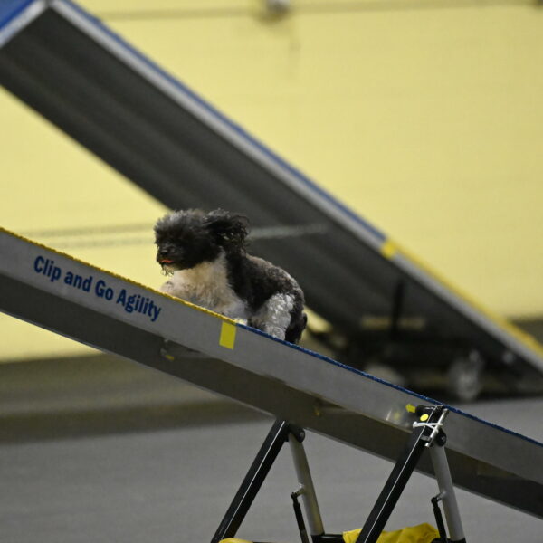 Cowboy-Bourell-Casey-08163