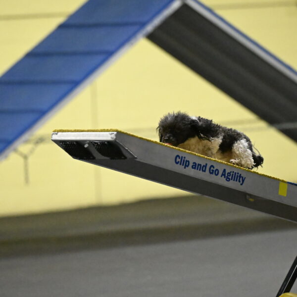 Cowboy-Bourell-Casey-08165