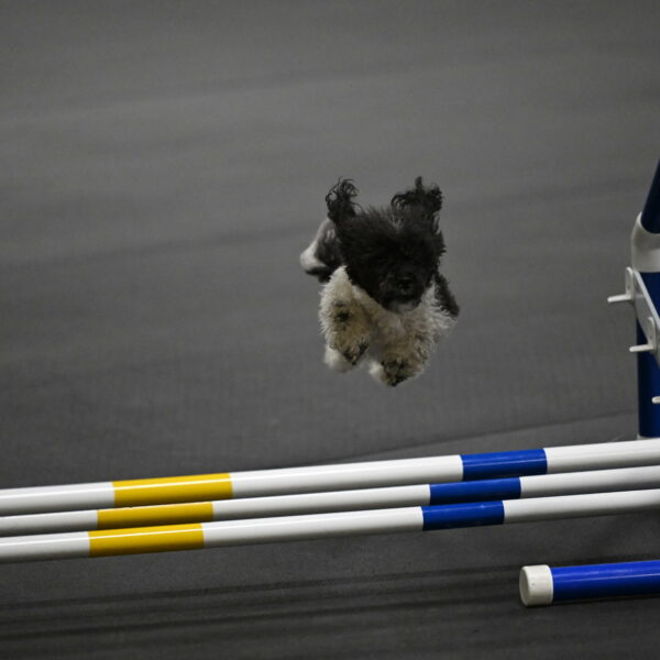 Cowboy-Bourell-Casey-08169