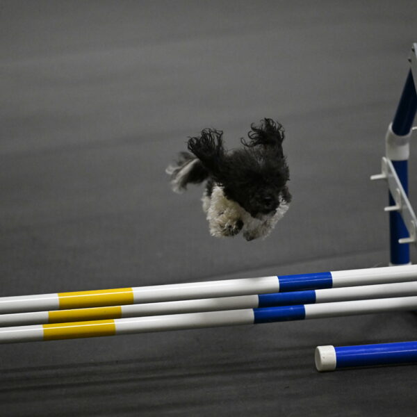 Cowboy-Bourell-Casey-08170