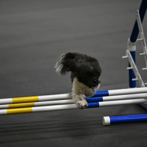 Cowboy-Bourell-Casey-08171