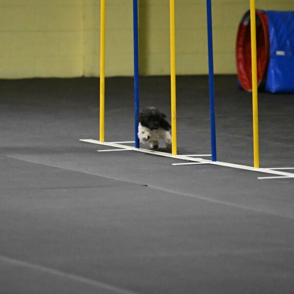 Cowboy-Bourell-Casey-08174