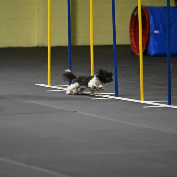 Cowboy-Bourell-Casey-08177