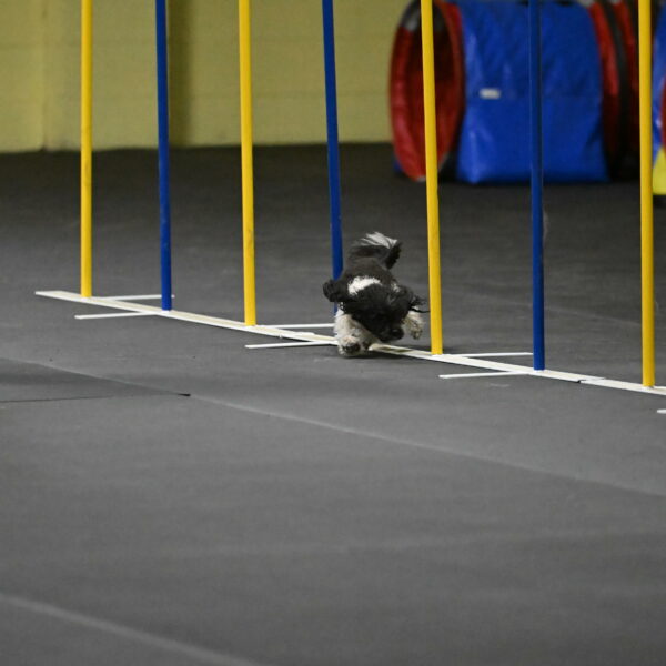 Cowboy-Bourell-Casey-08182