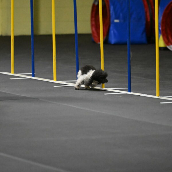 Cowboy-Bourell-Casey-08183