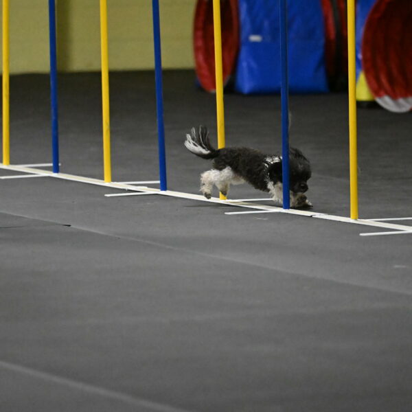 Cowboy-Bourell-Casey-08185