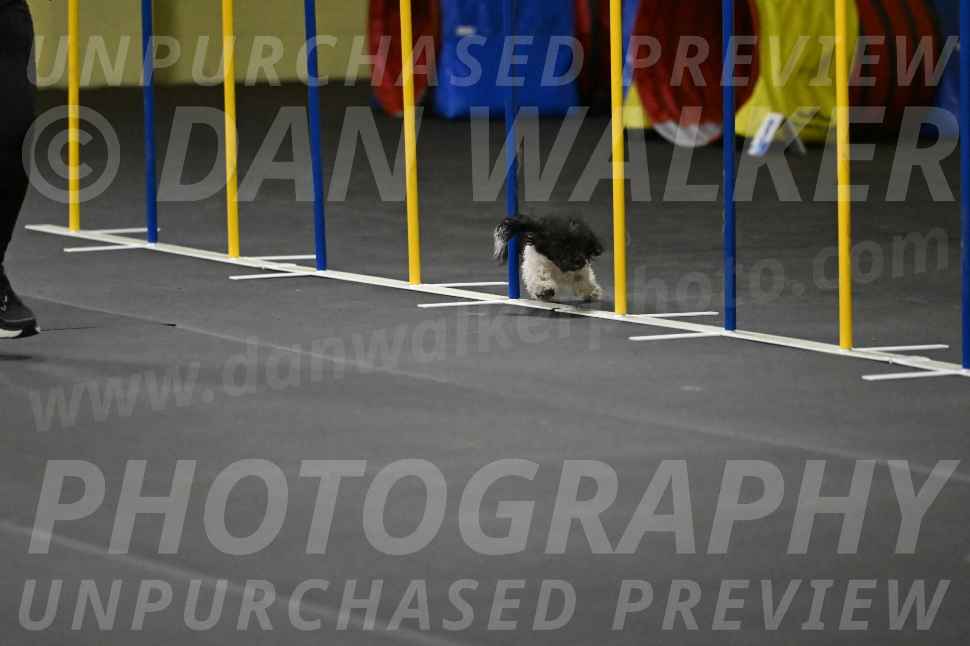 Cowboy-Bourell-Casey-08188