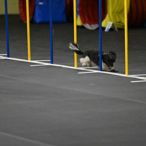 Cowboy-Bourell-Casey-08191