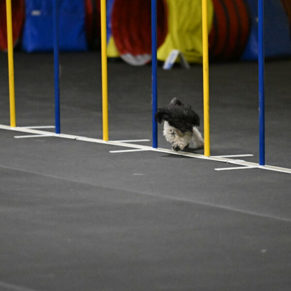 Cowboy-Bourell-Casey-08193