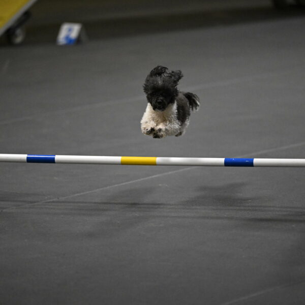 Cowboy-Bourell-Casey-08222