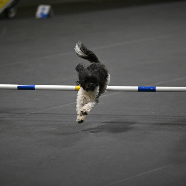 Cowboy-Bourell-Casey-08224