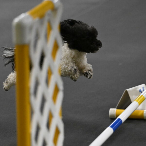 Cowboy-Bourell-Casey-08227