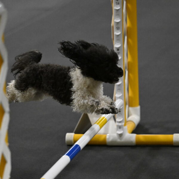 Cowboy-Bourell-Casey-08228