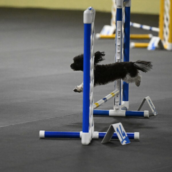 Cowboy-Bourell-Casey-08234