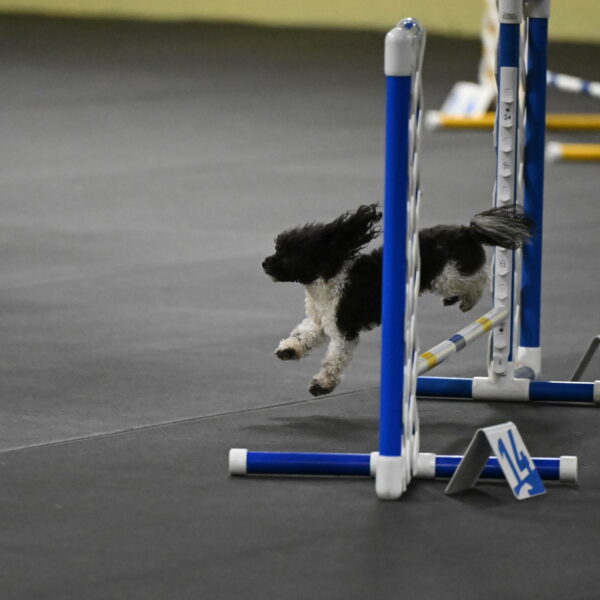 Cowboy-Bourell-Casey-08235