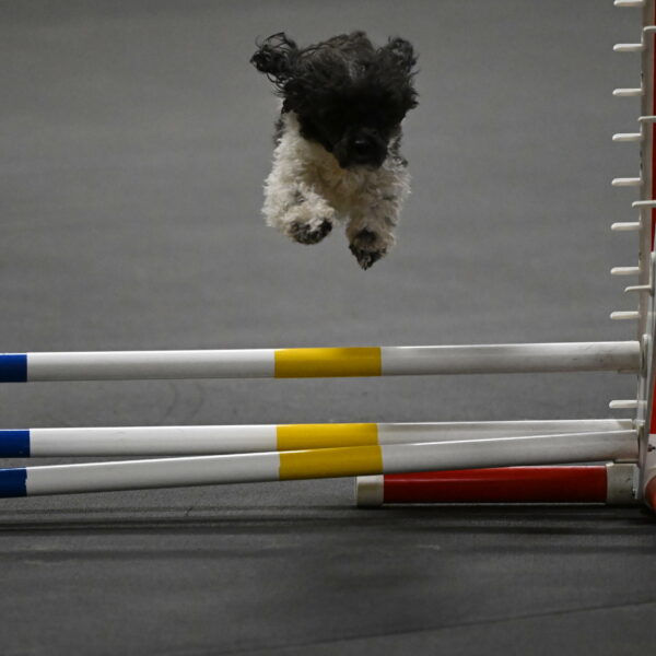 Cowboy-Bourell-Casey-08241