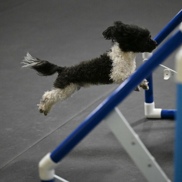 Cowboy-Bourell-Casey-08248