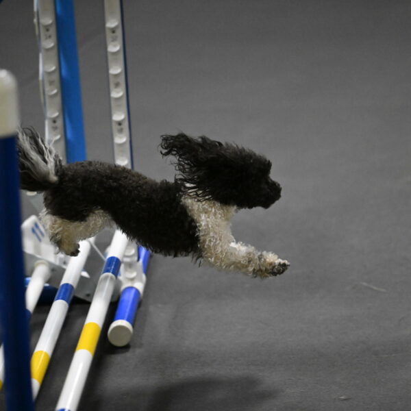 Cowboy-Bourell-Casey-08251