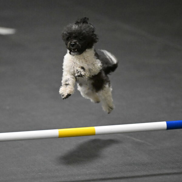 Cowboy-Bourell-Casey-08277