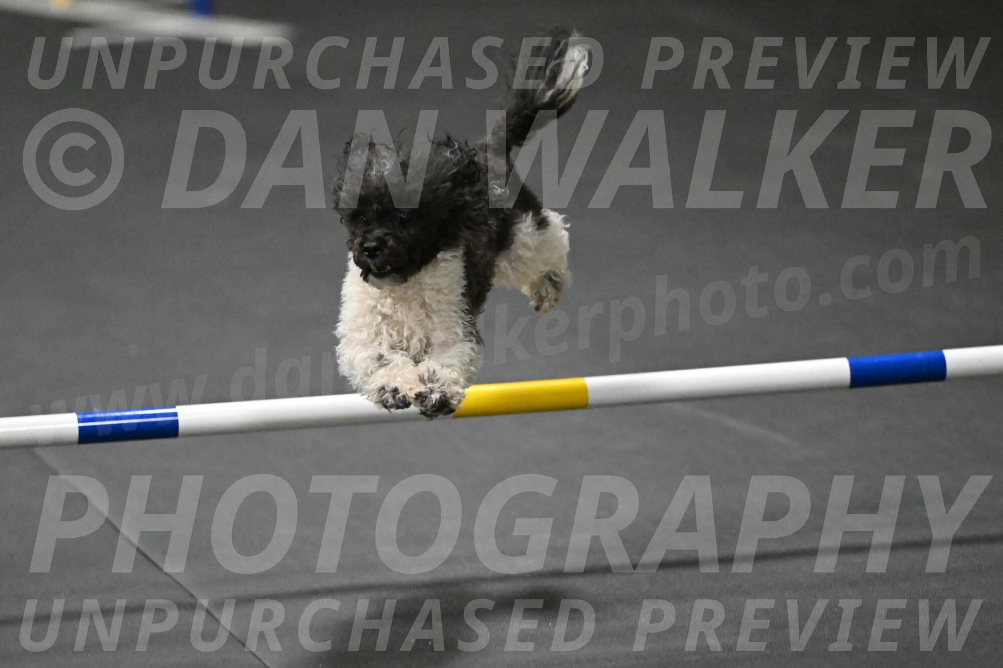 Cowboy-Bourell-Casey-08280