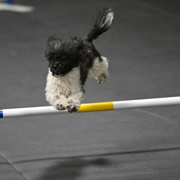 Cowboy-Bourell-Casey-08280