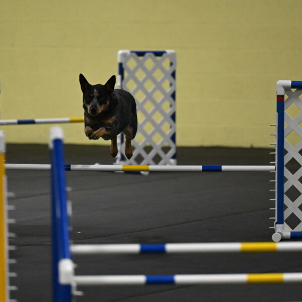 Ellie-Tirpak-Chylik-11050